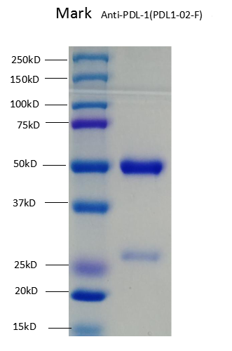 Anti-PDL1-02F  SDS PAGE