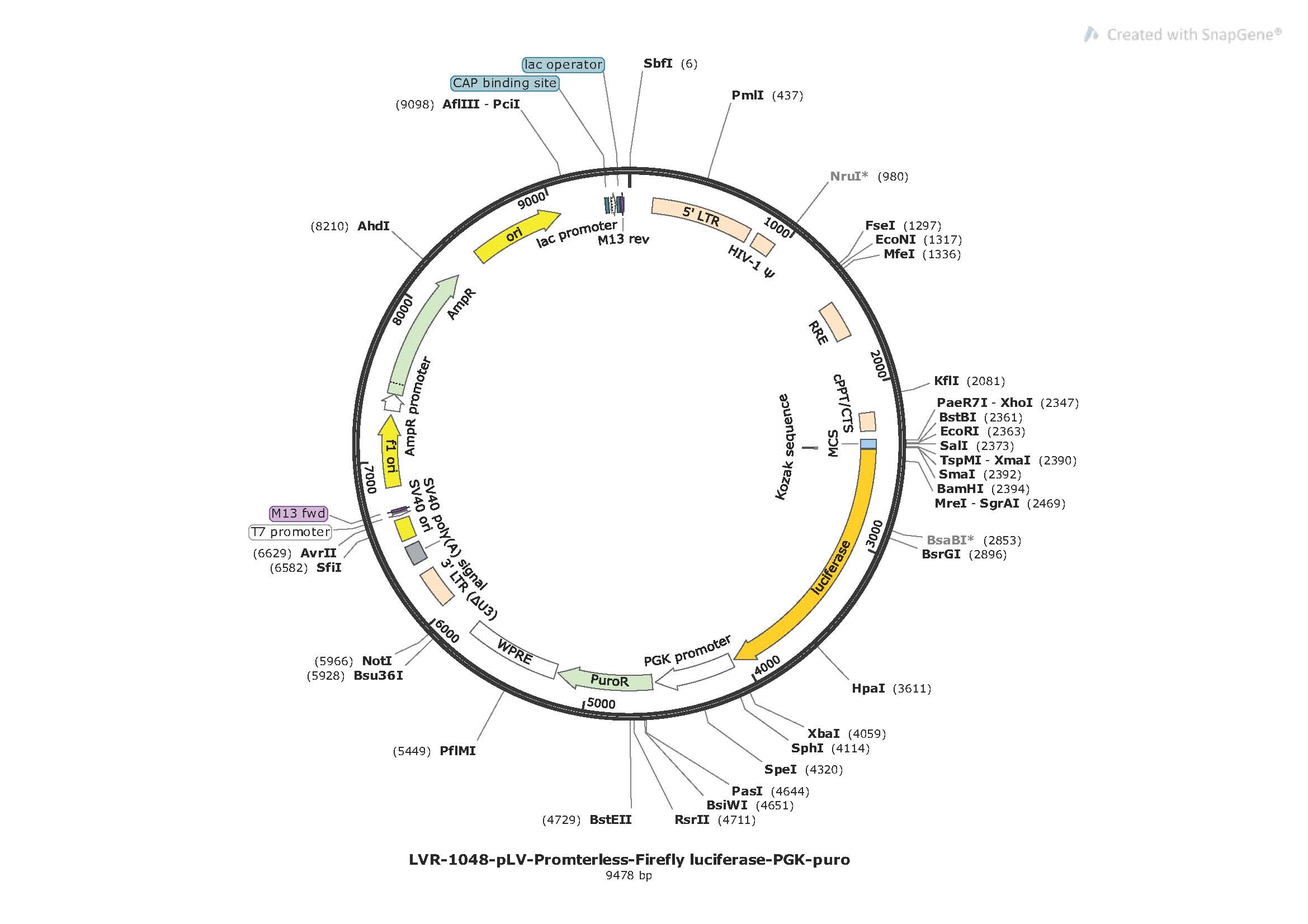 pLV-Promterless-Firefly luciferase-PGK-puro